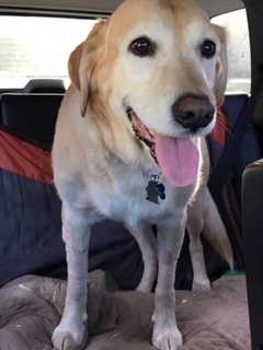 FOUND! Midland Park Dog With Cancer Returns Home