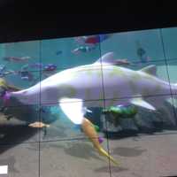 <p>A shark with a written message on his side glides by on the  interactive board at the Maritime Aquarium in Norwalk. Oct. 2016.</p>