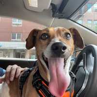 FOUND! Missing Hudson County Dog Reunited With Family