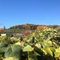 <p>Although color is creeping across the ridgeline at Silverman&#x27;s Farm in Easton, there is plenty of green still visible on Friday, Oct. 14, 2016.</p>