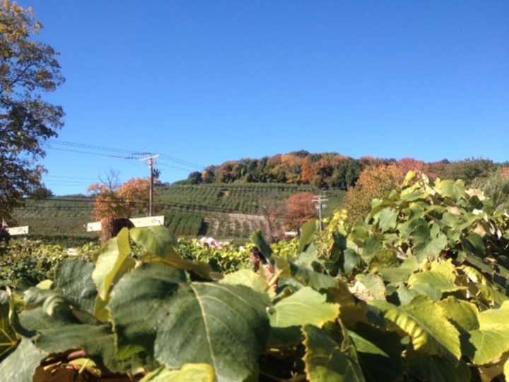 Although color is creeping across the ridgeline at Silverman&#x27;s Farm in Easton, there is plenty of green still visible on Friday, Oct. 14, 2016.