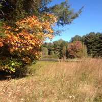 <p>Evergreens set off the fall color changes of other nearby plants and trees, Friday, Oct. 14, 2016.</p>