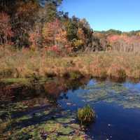 <p>Some turning trees brighten the vista near this swamp in West Redding.</p>