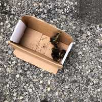 <p>A group of ducklings were rescued after being stuck in a storm drain.</p>