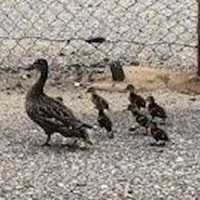 Photos: Ducklings Stuck In Lindenhurst Storm Drain Reunited With Mother