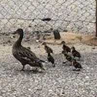 <p>The ducks head out for the weekend after being saved.</p>