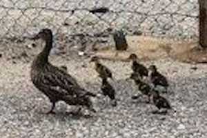 Photos: Ducklings Stuck In Lindenhurst Storm Drain Reunited With Mother