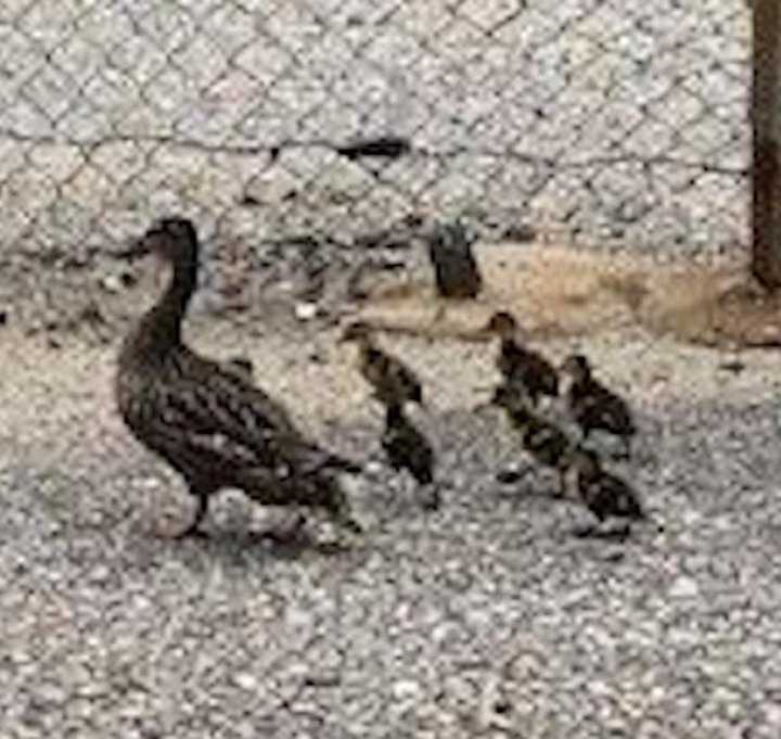 Photos: Ducklings Stuck In Lindenhurst Storm Drain Reunited With Mother ...