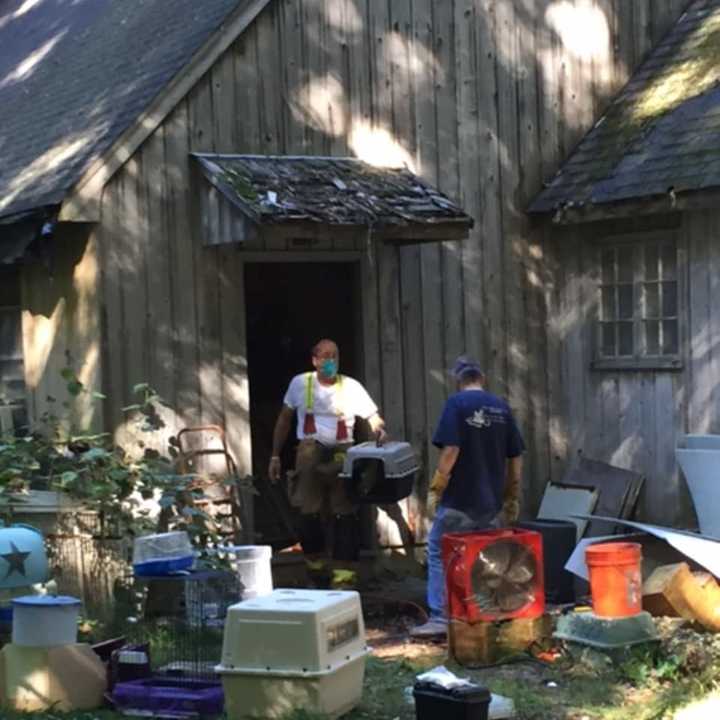 Workers remove birds from a building at 82 Newtown Turnpike in Weston in September. Officials seized hundreds of birds and snakes — both dead and alive — at the home.