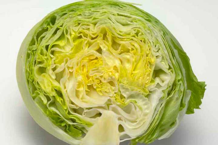 Stamford Garden Club Sponsors Annual Lettuce Challenge