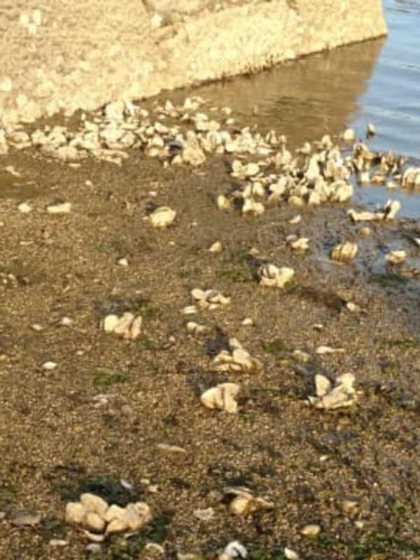 Heat Wave Blamed For Massive Oyster, Fish Kill In Mamaroneck Harbor