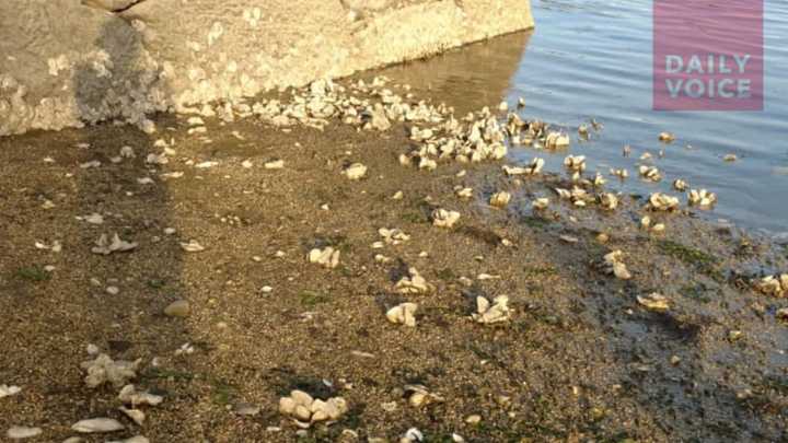 Numerous dead oyster shells and dead fish were found along Harbor Island Park&#x27;s public beach on Tuesday evening. They washed up from Mamaroneck Harbor which connects with Long Island Sound.