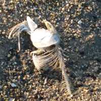 <p>Another close-up at Harbor Island Park&#x27;s beachfront near Mamaroneck Harbor on Tuesday evening.</p>