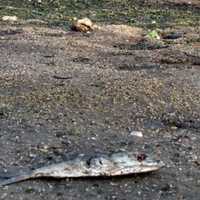<p>Another view at Harbor Island Park&#x27;s beachfront near Mamaroneck Harbor on Tuesday evening.</p>