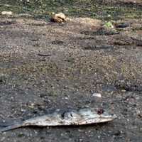 <p>Another view at Harbor Island Park&#x27;s beachfront near Mamaroneck Harbor on Tuesday evening.</p>