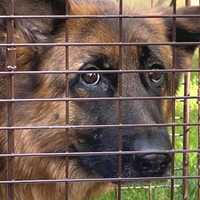 Authorities Probe Alarming Discovery Of German Shepherds Abandoned Throughout Bergen, Passaic