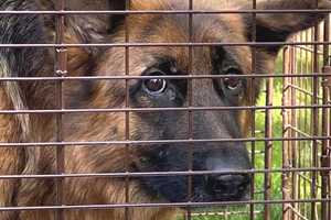 NJ Authorities Probe Alarming Discovery Of Abandoned German Shepherds