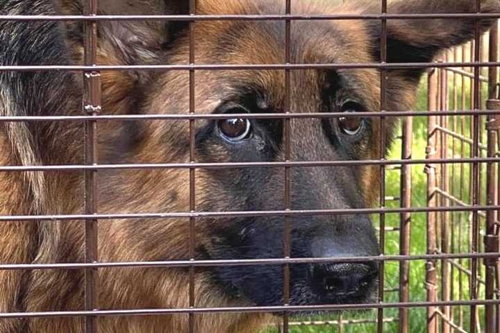 Authorities Probe Alarming Discovery Of German Shepherds Abandoned Throughout Bergen, Passaic