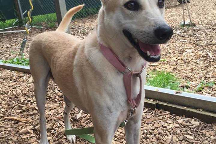 Indy Is SPCA Of Westchester Pet Of The Week