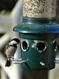 Feeding Frenzy: What You Need To Know For Backyard Birds