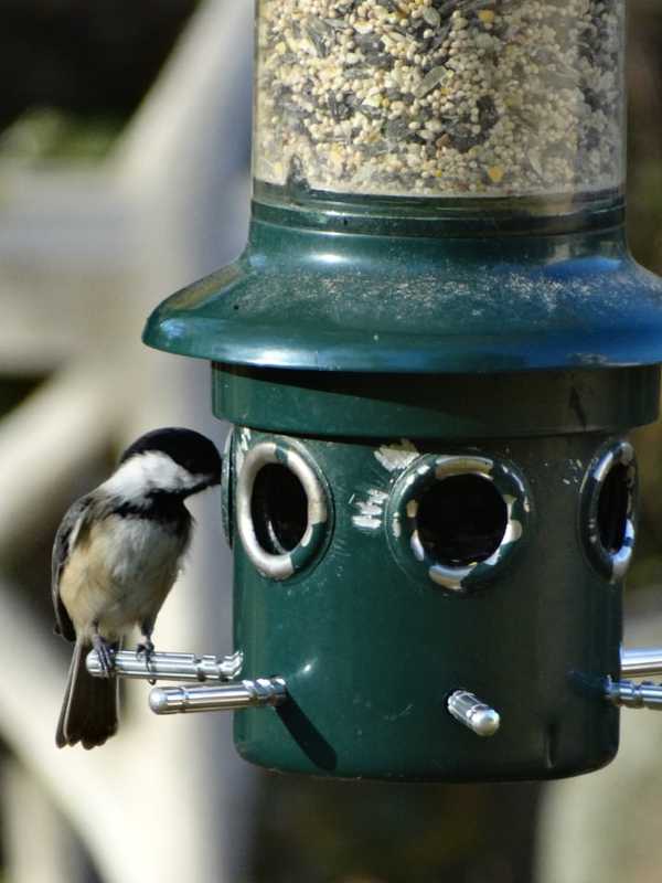 Feeding Frenzy: What You Need To Know For Backyard Birds