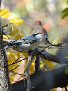 A Partridge In A Pear Tree? Christmas Means Bird Counting Time In Tristate