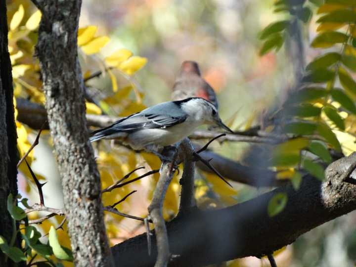 White-breasted Nuthatches are a common occurrence on Christmas Bird Count lists.