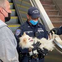 HEROES: Port Authority Responders Rescue Dog Caught At Bottom Of Escalator