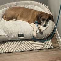 Man Kicks Dog To Death, Threatens Owner, Police Say