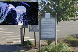 Stinging Jellyfish Reported At Multiple Fairfield Beaches, Health Officials Say