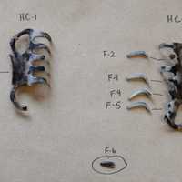 <p>Parts of this hairclip were found at Jennifer Brown&#x27;s home and at the site where her remains were found hastily buried, said DA Steele.</p>