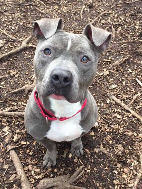 Joey Is The SPCA Of Westchester's Pet Of The Week