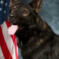 'Once In A Lifetime Partner': Police Dog Who Earned Medal Of Merit Dies In Western Mass Dies