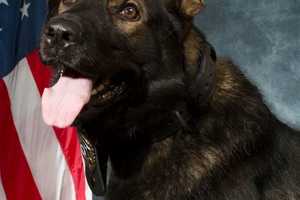 'Once In A Lifetime Partner': Holyoke Police Mourning Loss Of Beloved K9