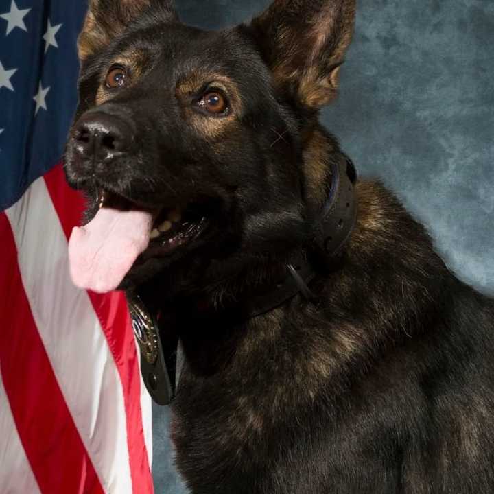 Jori, a police dog who had served in Holyoke for nine years, died late last month after a brief illness.