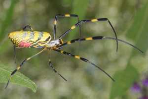 Venomous 'Parachuting' Spider Species From Asia Headed To East Coast