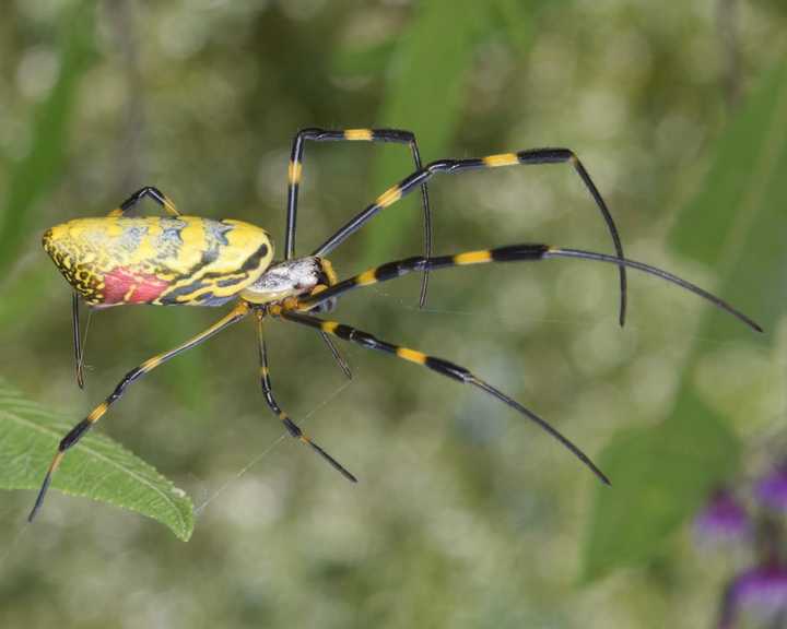 The Joro spider