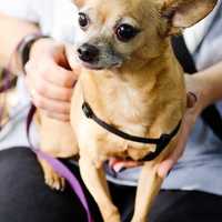 Chihuahua Found Dodging Cars Up For Adoption In Briarcliff Manor