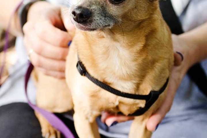 Chihuahua Found Dodging Cars Up For Adoption In Briarcliff Manor