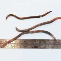 Invasive Jumping Worms Spotted In Northeast: Here's What To Know