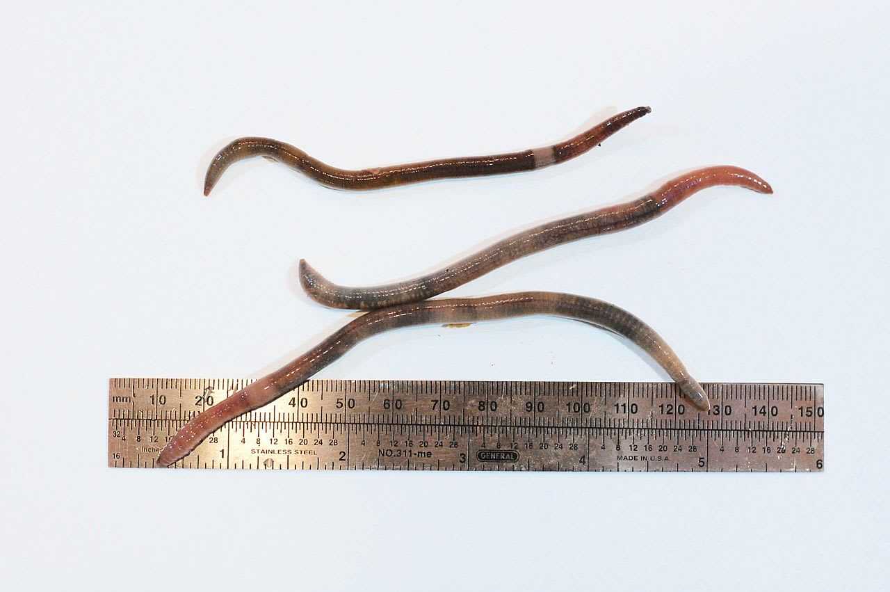 Invasive Jumping Worms Spotted In Northeast: Here's What To Know ...