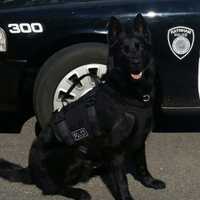 <p>Raynham Police K-9 Kyro served the department alongside handler Sgt. Frank Pacheco up until his retirement in the fall of 2022. He passed away on Monday, Dec. 26.</p>