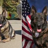 Beloved New Canaan K9 Retires After Nearly 10 Years Of Service