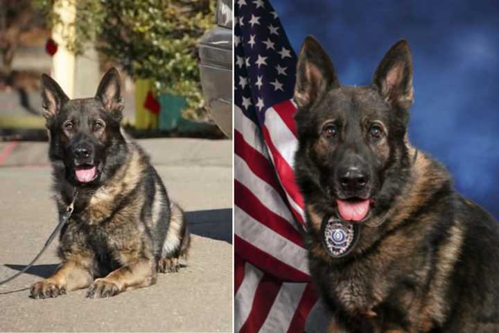 Beloved New Canaan K9 Retires After Nearly 10 Years Of Service