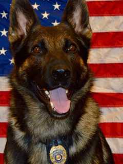 Monroe Police K-9 Murphy To Get Bullet-Proof Vest