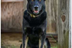 Police Say Goodbye To Beloved K9 After 7 Years Of Service In Longmeadow