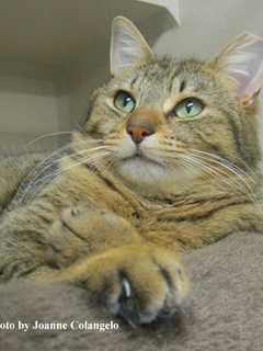 Kelsie Is Putnam Humane Society Pet Of The Week