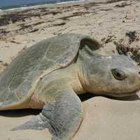 <p>A Kemp’s ridley sea turtle nesting.</p>