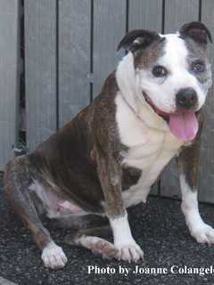 Kenzie Is Putnam Humane Society Pet Of The Week