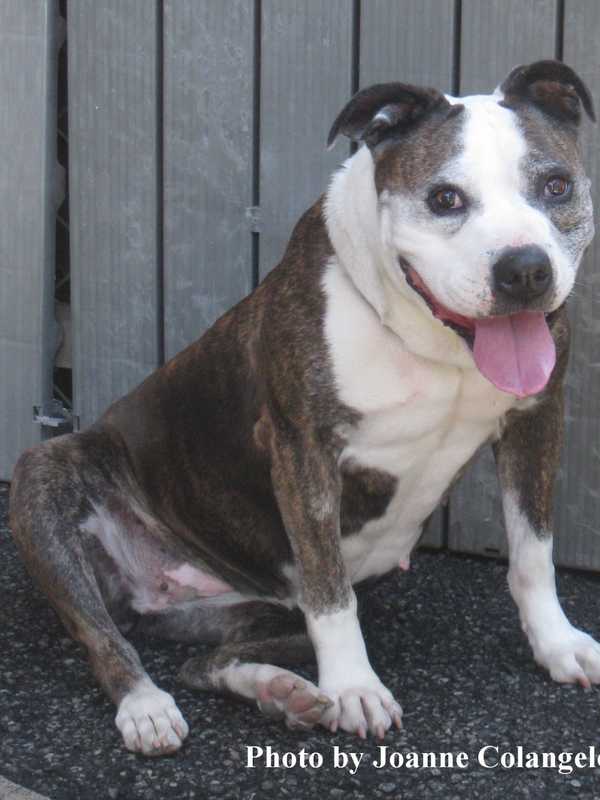 Kenzie Is Putnam Humane Society Pet Of The Week